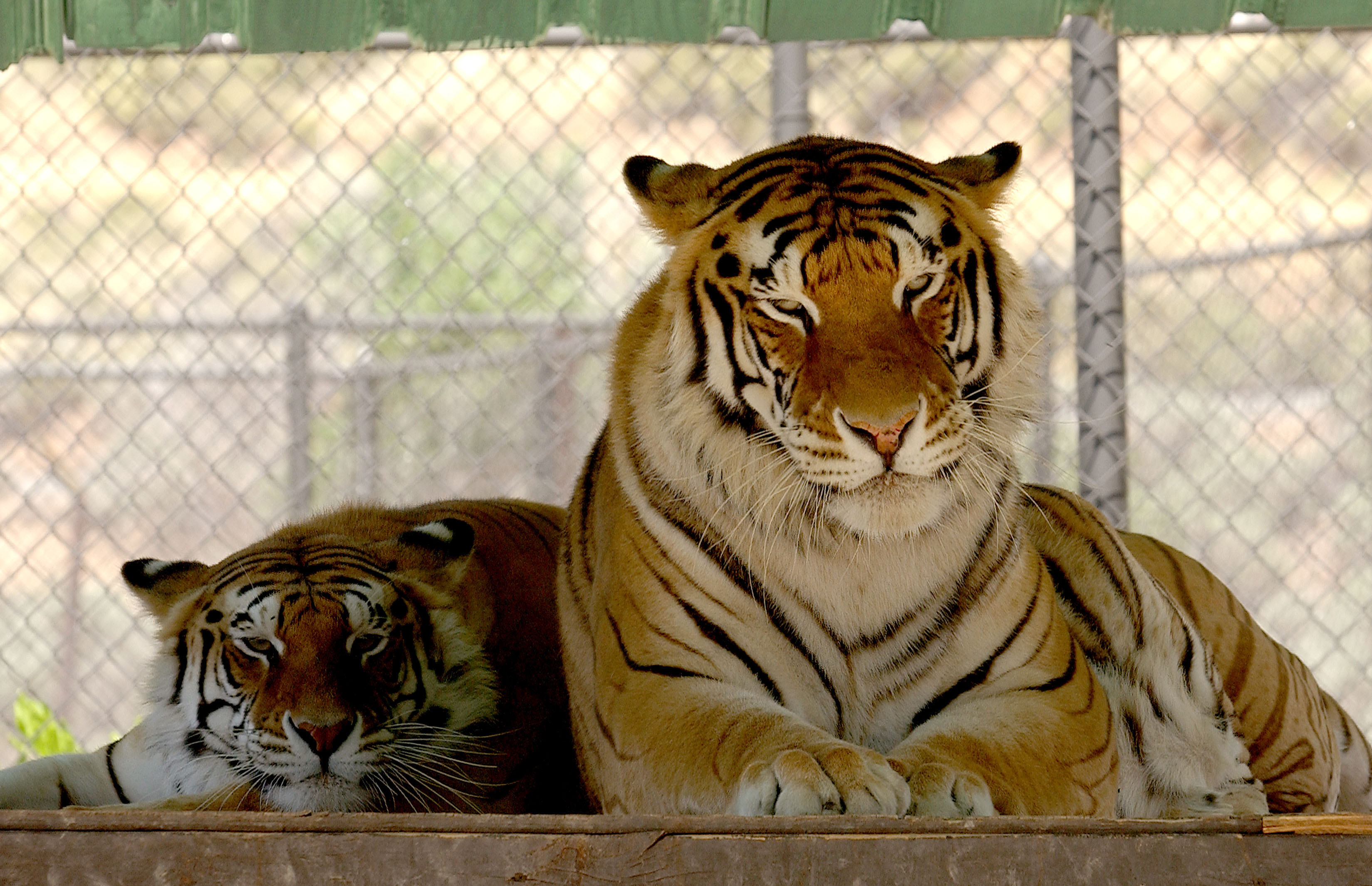 Thriller, Tiger Who Once Roamed Michael Jackson’s Neverland Ranch, Dies(00)