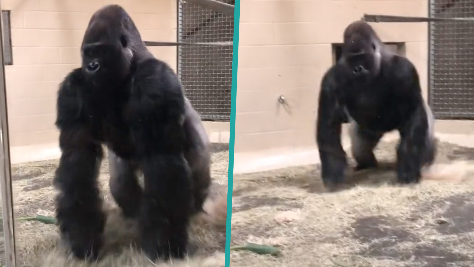 Woman Freaked Out By Gorilla's Smooth Entrance at Zoo