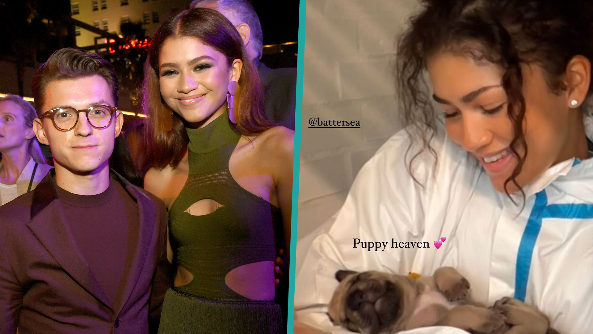 Zendaya And Tom Holland Cuddle Newborn Dogs In Adorable Photos: 'Puppy
